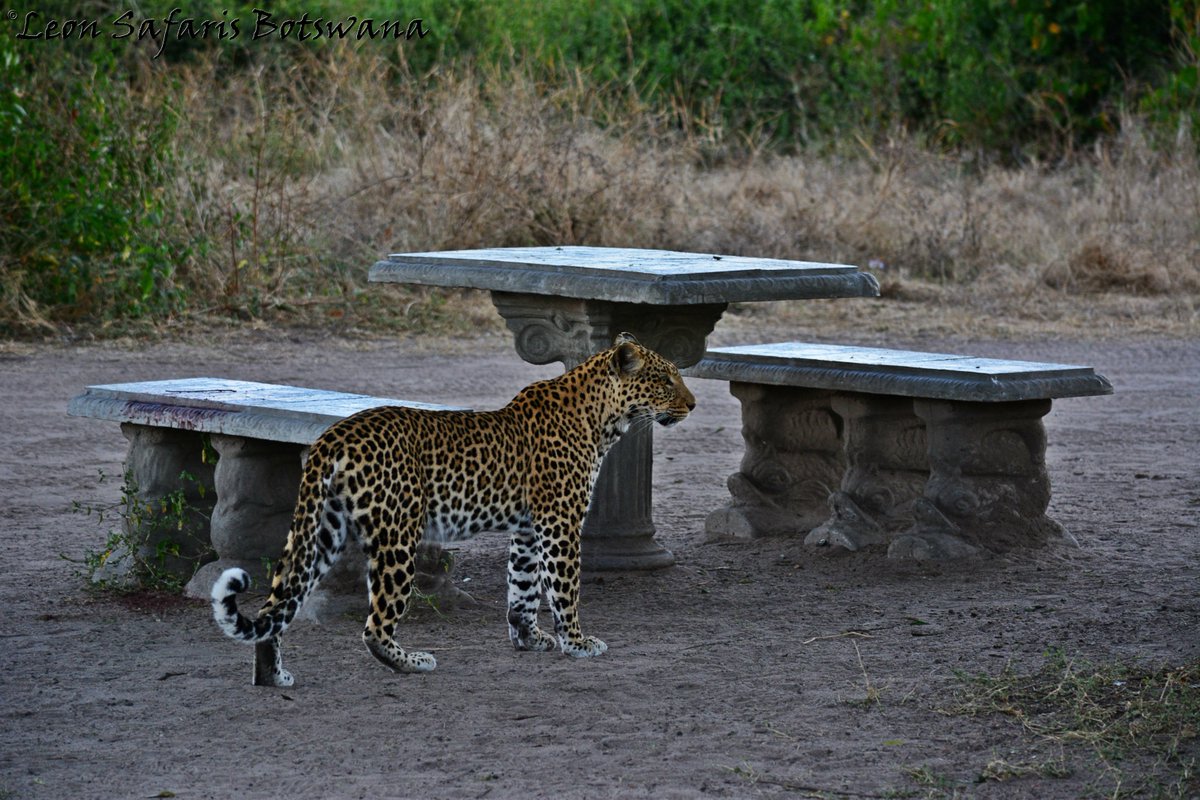 LeonSafaris's tweet photo. While having a braai in Serondela over the weekend , we had a very welcomed guest . 
#Bigcats #Leopard #Chobe #photography #safaritime https://t.co/3LeI3sc7rZ