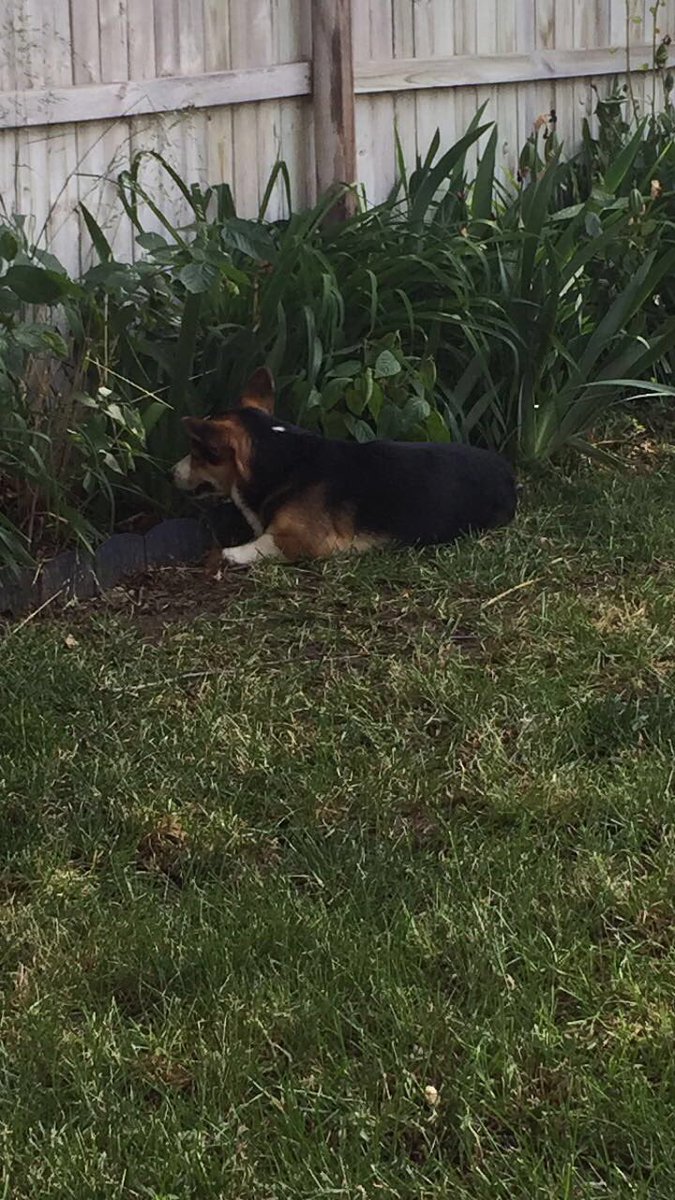 jena_rahjes's tweet photo. Carl refuses to come inside and now has decided to lay next to the bunnies #CorgiBunny https://t.co/9ZN4PEvyVQ