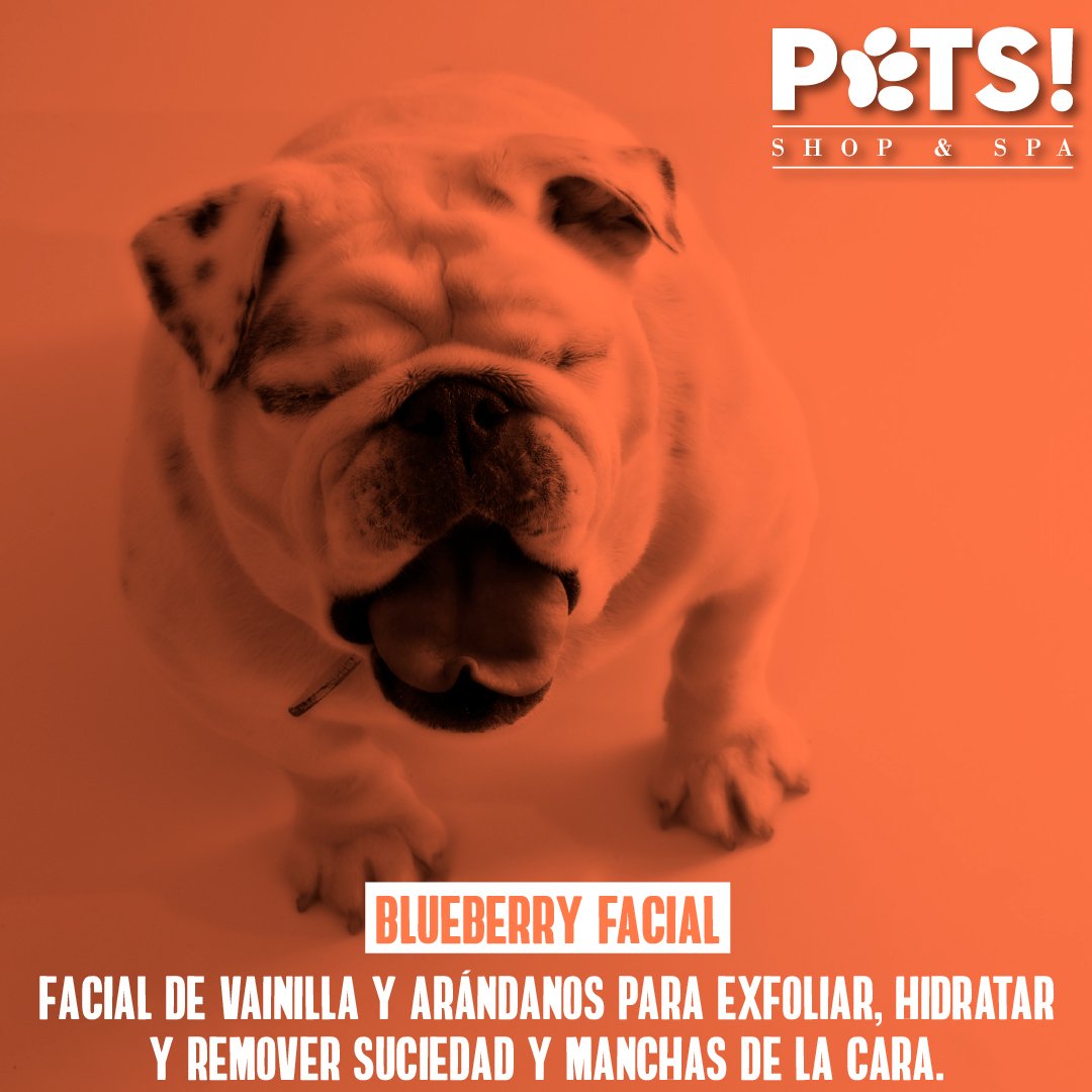 PetsShopandSpa's tweet photo. Nuestro #BlueberryFacial es ideal para perros con arrugas y manchas de lรกgrimas como Pugs, Bulldogs, Boxers y Shar Peis. https://t.co/5yEJuDXKS8