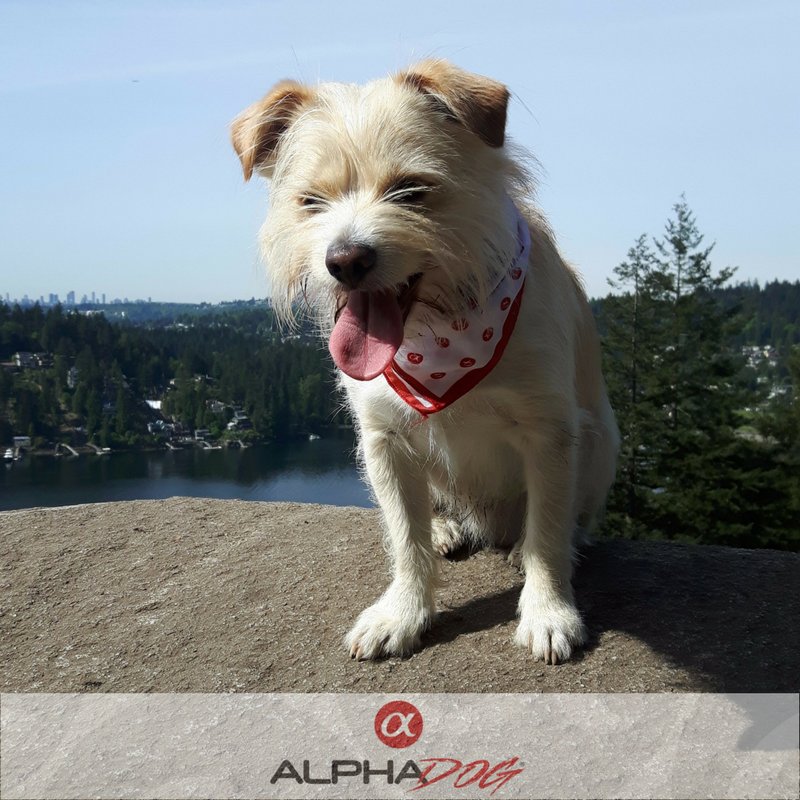 AlphaDog_Life's tweet photo. #TBT #ThrowbackThursday to that time we went hiking in our snazzy #AlphaDog bandannas! #AlphaDogLife https://t.co/atzuVOUeS7