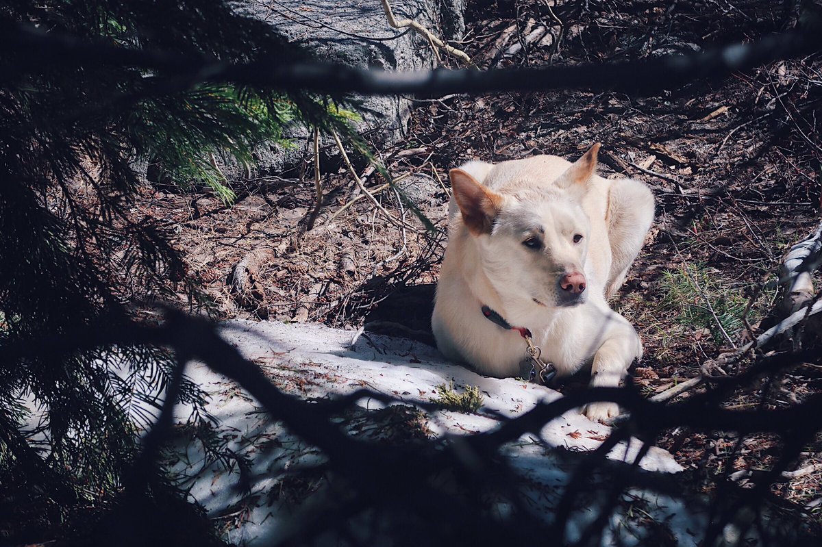 edaleeta's tweet image. Aw! @gogithedog found snow near camp! Just chillin&apos; his paws like a good boy. :3
———
instagram.com/p/BVFU3byAjfW/