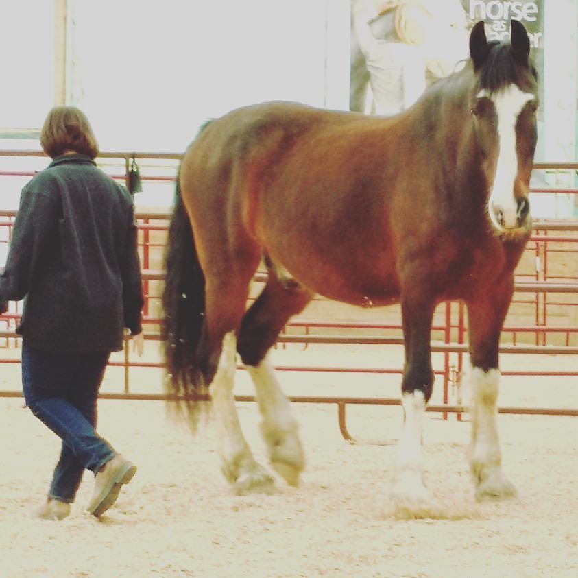 Honest Horsemanship tweet media