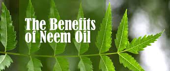 gnfcneemproject's tweet photo. Neem is an amazing gift from nature & #Oil derived from #Neemseed is ever more amazing
Use #neemoil for healthy life https://t.co/yNoR6r480t https://t.co/eNa3YPRlkg