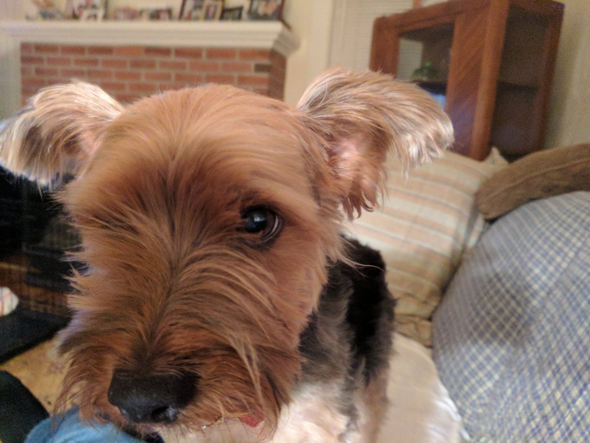 sean_harrell's tweet image. Whatchulookinat? #SummerOfPuppies