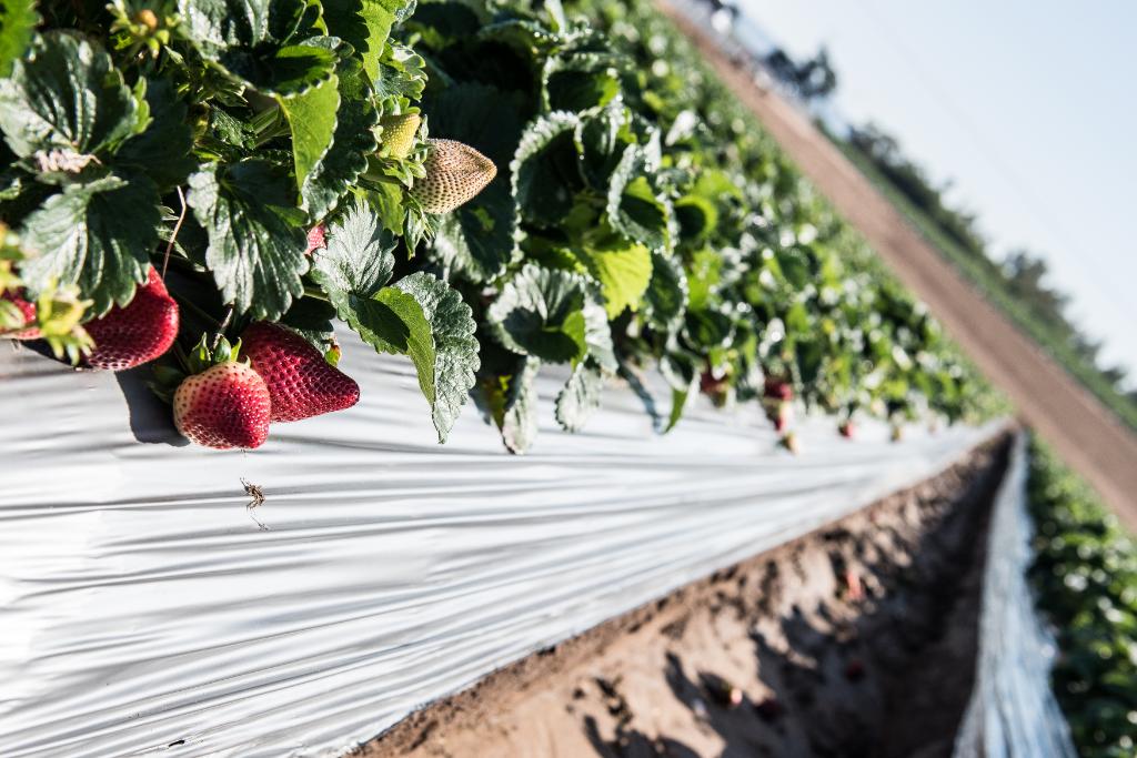 driscollsberry's tweet photo. #Water is our most precious resource. Find out how we promote #waterconservation on our #berry farms: https://t.co/nlFQGJEEor https://t.co/2L1uvb8TPP
