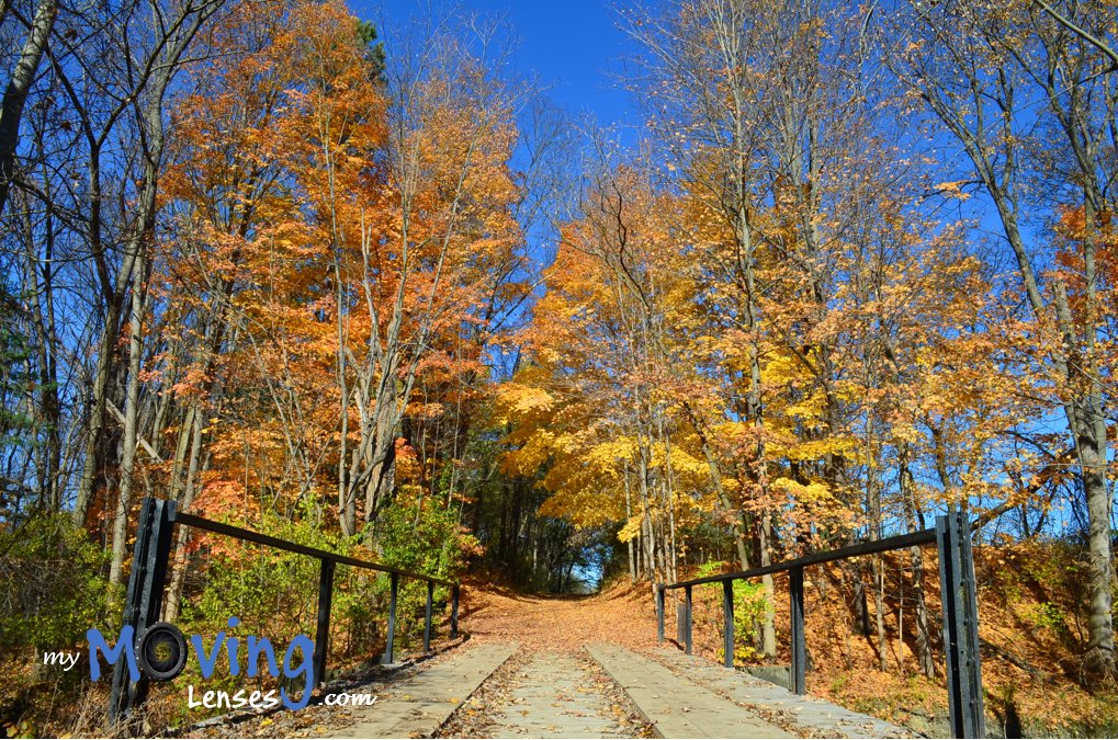 MovingLenses's tweet photo. Fall 2016 @ For-Mar Nature Preserve &amp; Arboretum #PureMichigan #michigan #photography #nature https://t.co/zJdbYpM1Gw