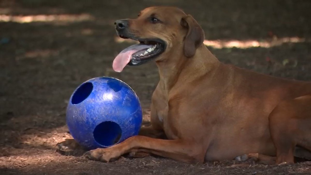 fox12oregon's tweet image. Vet offers advice on keeping pets cool during weekend heat wave. bit.ly/2sWSGeI