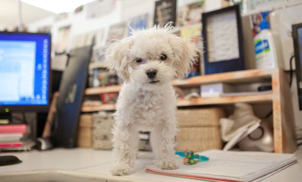 Here Are The Best Practices for a Canine-Friendly Workplace #bringyourpettowork #petlovers ow.ly/9I0f30cNjM0