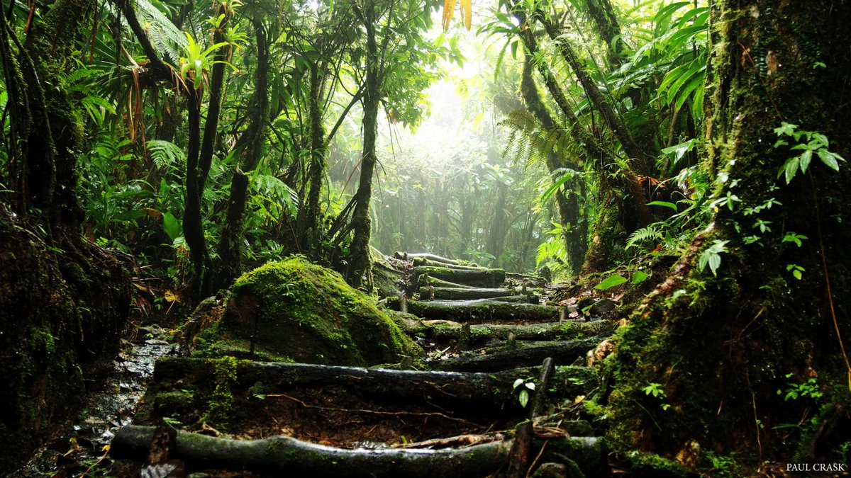 Hike slow, feel the beauty #Dominica #travel