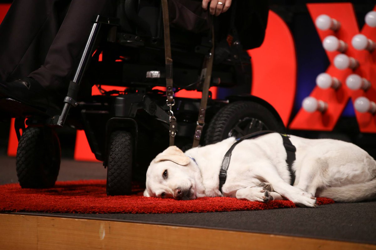 Who saw Roxy, who graced the stage with <a href="/TimothyMcCallum/">Tim McCallum</a> at  TEDxSouthBank last year? What a beauty. #TakeYourDogToWorkDay