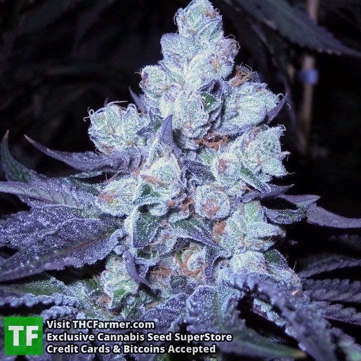 thcfarmer_forum's tweet photo. Todays dank shot is #BubbaCookies from #DivineGenetics πΏ
We ship seeds worldwide π
Credit cards are accepted π³
V⦠https://t.co/wS98T2XRvZ https://t.co/FwoD9gyvkM