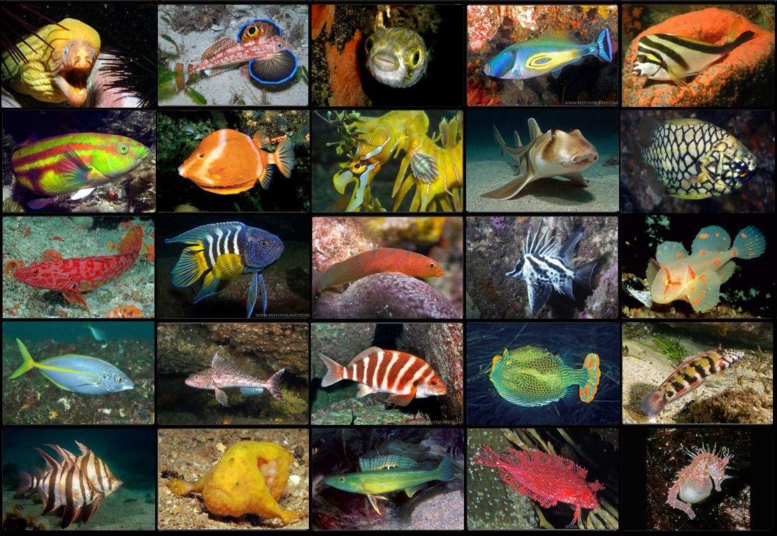 Fishes of Australia (@FishesAustralia) | Twitter