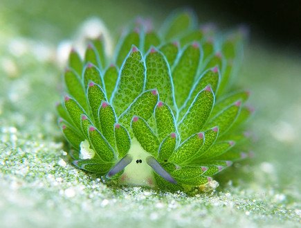 二度見するほど美しい生き物 در توییتر テングモウミウシ 光合成をおこなう事ができるウミウシ 体長は5ミリ程で 日本やインドネシア フィリピンなどの浅い海に生息しています 未だに解明されていないことの多い生き物でもあります