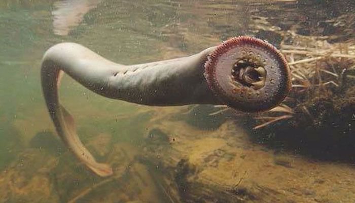WAFB on Twitter: "As scary as it looks, this creepy-looking fish is  completely harmless. NOPE. https://t.co/zu1Z01I4gj https://t.co/XkMl37OQ3r"  / Twitter