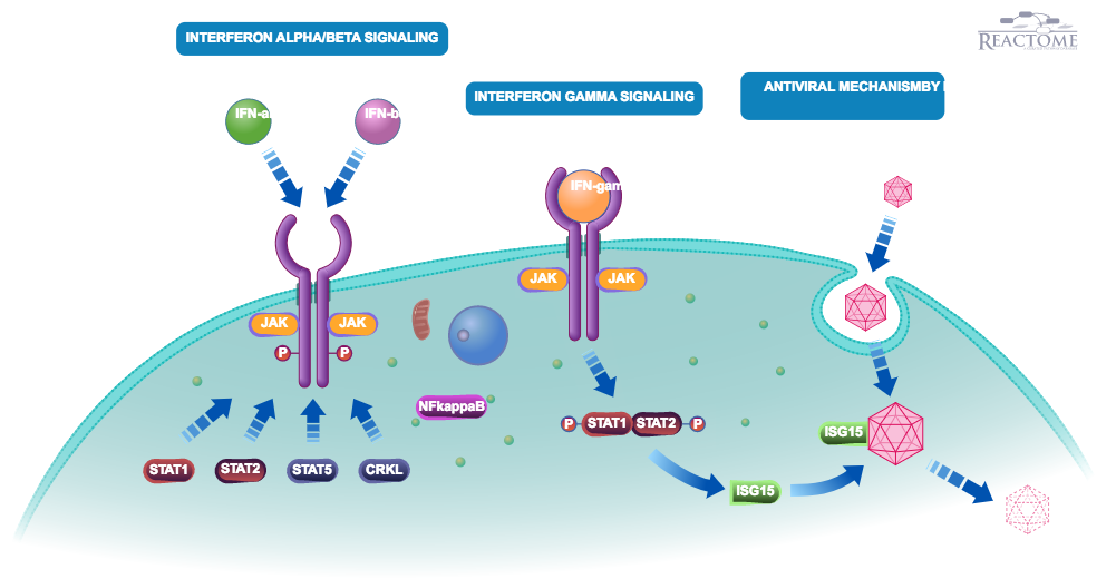 reactome's tweet image. Version 61 Released: 2148 human pwys, 11042 rxns, 10940 prots, 1763 smol &amp;amp; 26859 lit refs goo.gl/Mv0I92 #usereactome #biology