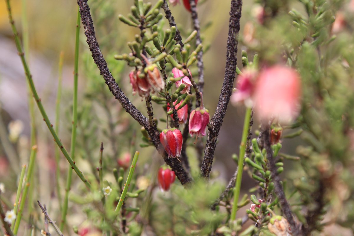Sarah_Gilly31's tweet photo. sorting through my photos &amp; finding some beauties from 2016's #wildflower season. Do you see the beetle?? #CharlesDarwinReserve https://t.co/AcHv0gsyEO