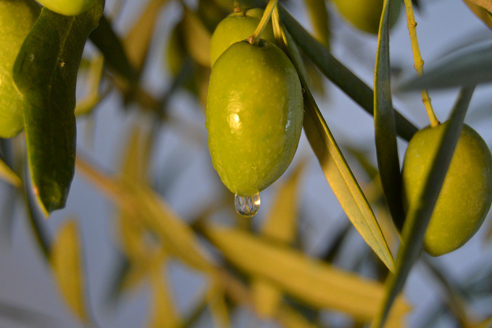 #AOVE from #Spain 🇪🇸 - Olive #oil from <a href="/DOSierraMagina/">D.O.P. Sierra Mágina</a>, in #Andalucia, is an excellent choice to combine #health with exquisite flavour.