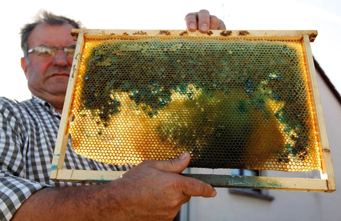 青や緑の蜂蜜！？ミツバチがお菓子の産廃工場から砂糖衣を持ち出した結果！