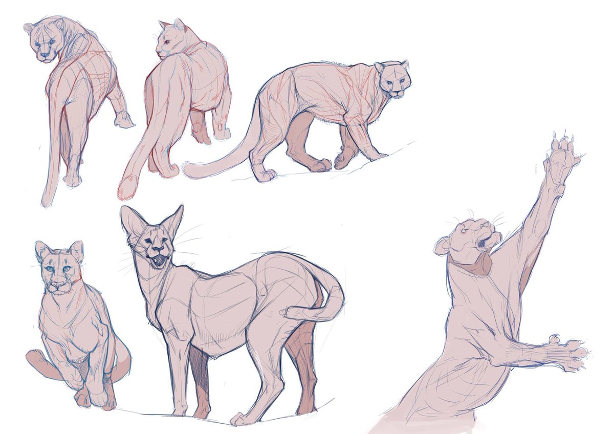 April Prime On Twitter Working On Big Cat Anatomy To Help With My Griffon Concepts Cougars A Tiger And A Gorgeous Sand Cat Bigcats Art Anatomy Https T Co Jkzjcusspc