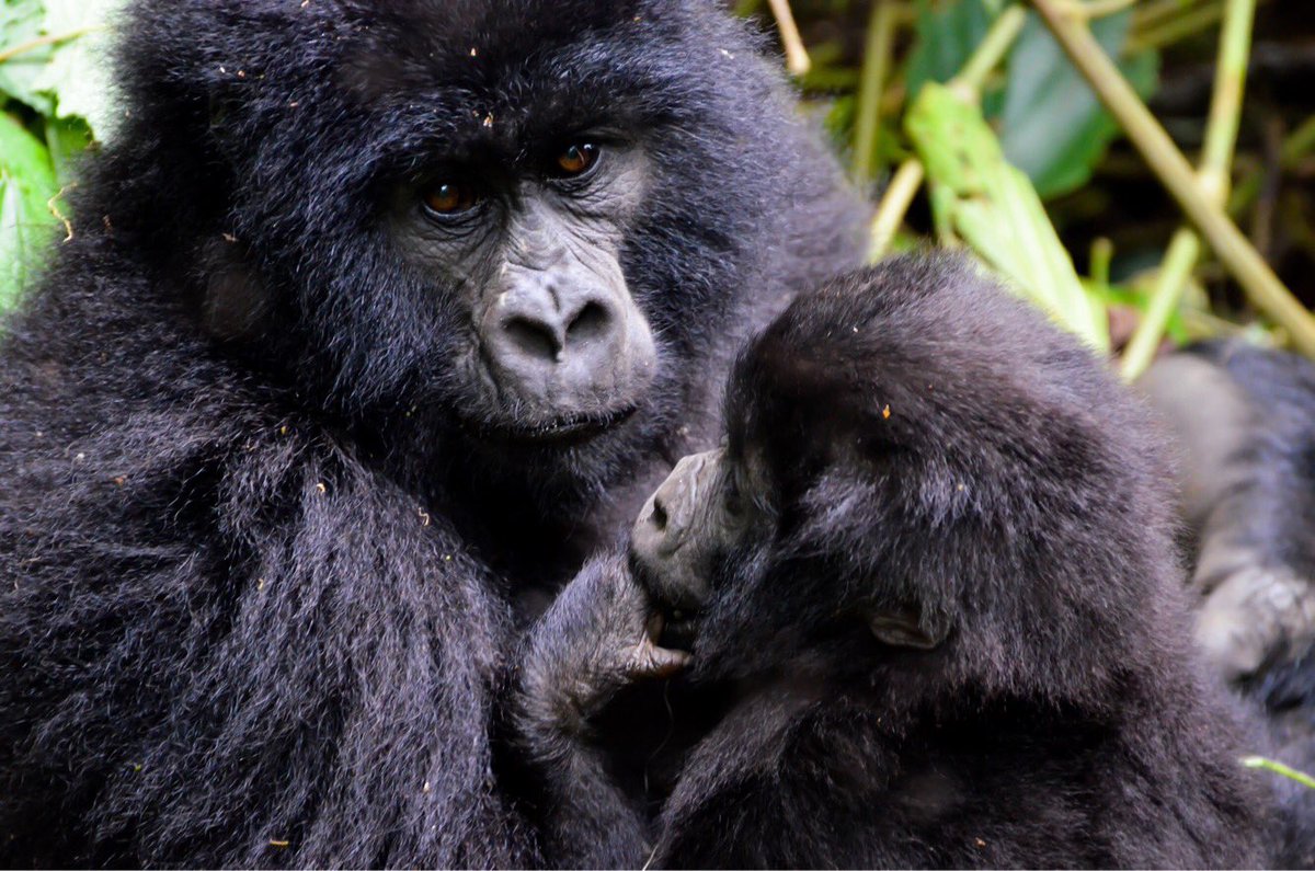 #adventuretravel how about a visit to #Rwanda #Gorillas <a href="/amahorotours/">Amahoro Tours</a> #Africa