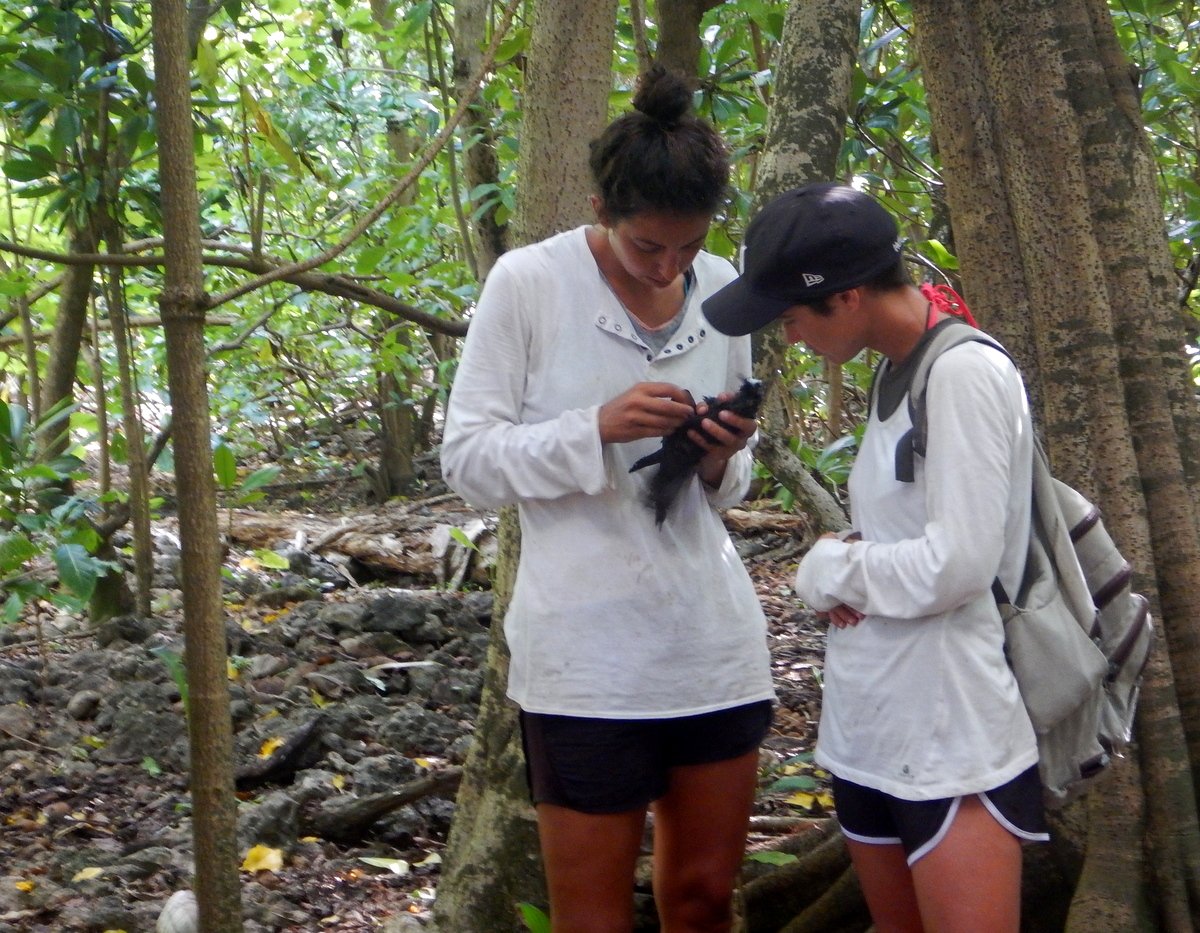 NatureSey's tweet image. @JmichelFoundatn will fund 2 Seychellois to join #ConservationBootCamp: goo.gl/W5CbkD #conservation #NatureReserve #CousinIsland