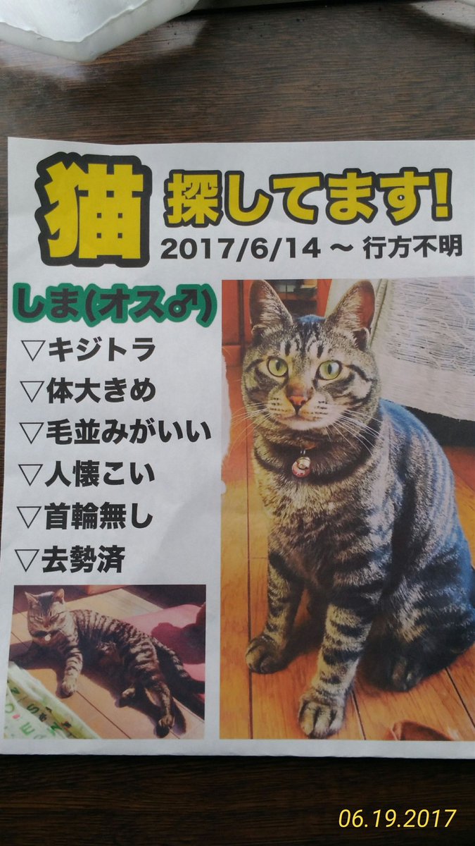 maigo_info's tweet photo. 日時:H29 6月14日
場所:埼玉県草加市長栄
種類:雑種キジトラ
年齢:3歳
性別:雄
大きさ:体重6kg
特徴:耳が大きい。しっぽが長くて真っ直ぐ。
#迷子猫 #拡散希望 #迷い猫 126 https://t.co/eh6AjDY4gH