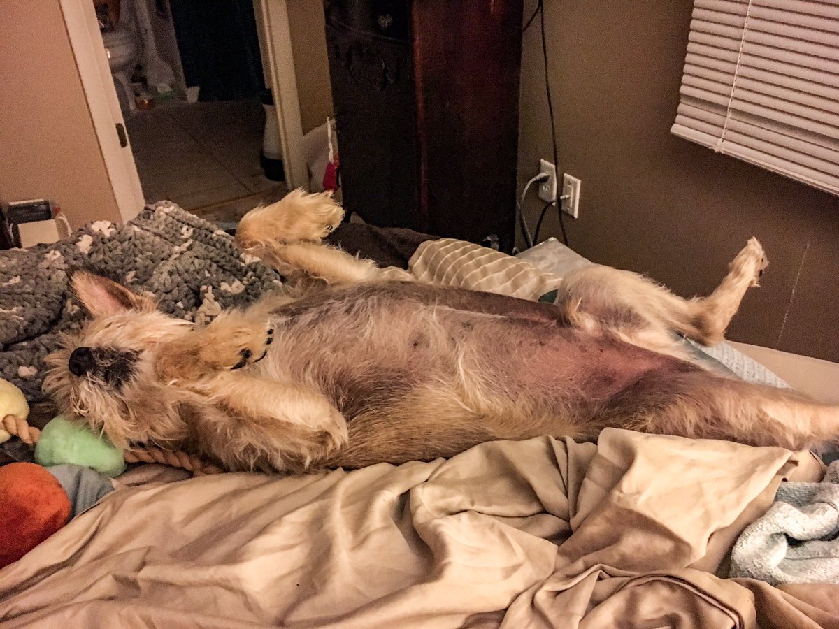 IamZorro's tweet photo. @SirBarley @SadiePetoonia @JordyDog1 @minnieformayor @AustinSchnauzer @3phibotticelli @Archie_pup It's early but ... #buttonweenwednesday https://t.co/fcs6uR6yc0