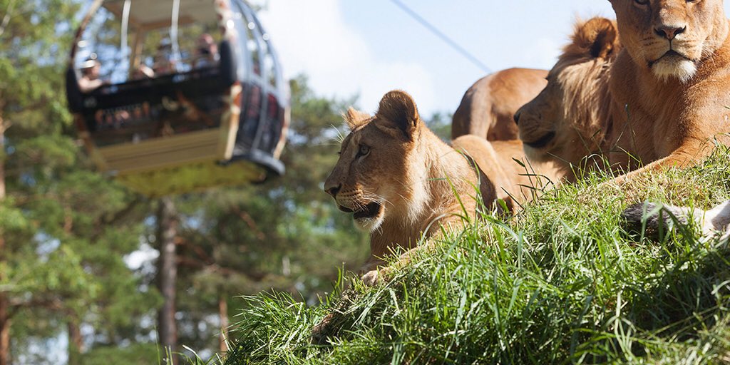 pretourguide's tweet photo. #Kolmården #Wildlife_Park is a #zoo 🌲🐅🦌🐬🐘🐆🦏🌳that opened overlooking #Bråviken #bay. It is the #largest_zoo in #Scandinavia #iLoveSweden 🇸🇪 https://t.co/7RfWtdWAQg