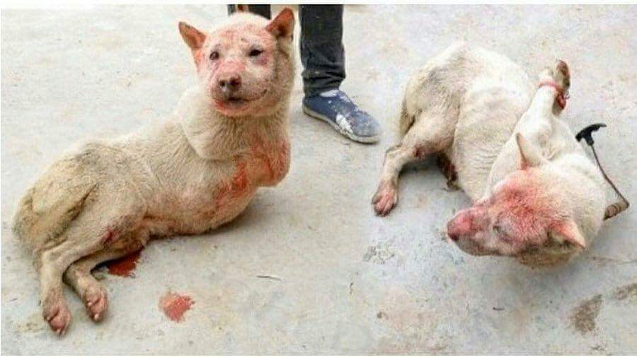 AmyRoseKathryn's tweet photo. Please let's TRY to get #YulinDogMeatFestival trending. We can raise awareness, add more voices. Maybe get this atrocity ended. https://t.co/d59vhDllM6