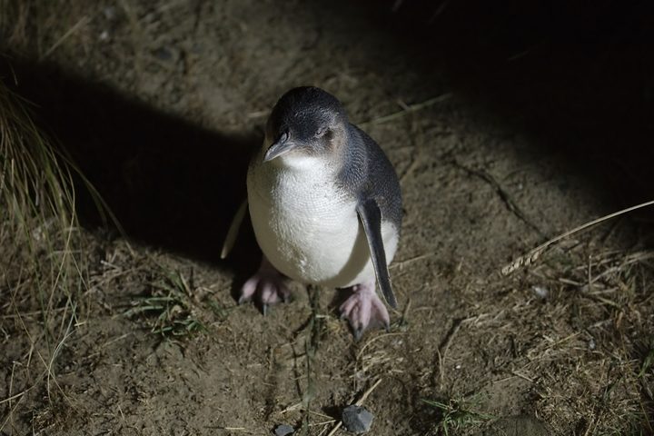 TeTumuPaeroa's tweet photo. A Massey University scientist is using #Māori concepts to help the #kororā/blue penguin flourish https://t.co/PkWepS2pmW https://t.co/wkMWtauYDG