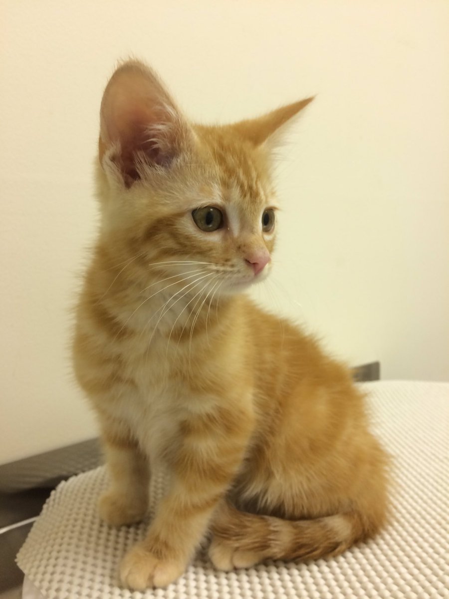 LishaDavis03's tweet photo. @kitten_academy ever since you had Charlie we loved him. This is our new boy...Charlie.@CharweeMonster #copycat https://t.co/tqv7eXUaZe