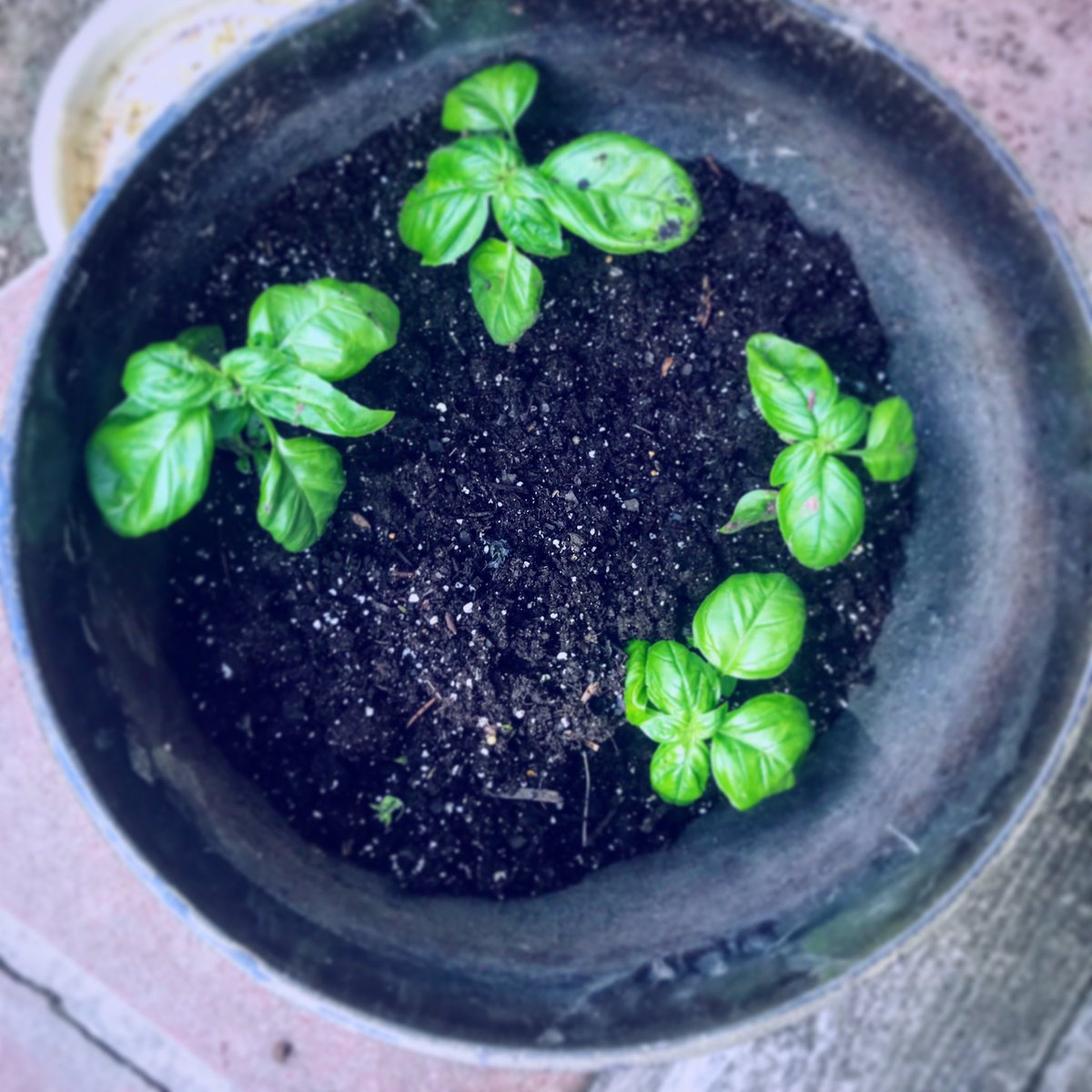 LocalPlantPro's tweet image. Happy summer solstice!