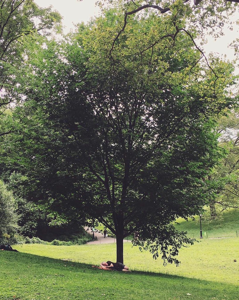 _NYClive_'s tweet photo. Sleeping under the tree from a fairy tail could make you feel like a Harry Potter or little Hobbit tired on his long way https://t.co/Ugp0Dt7v5k