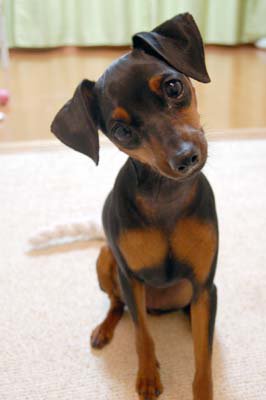 犬猫あるある 犬あるある 意味もなく首をかしげる 犬 わんこ 犬好きな人と繋がりたい 犬好きさんと繋がりたい T Co Zwadr6jumn