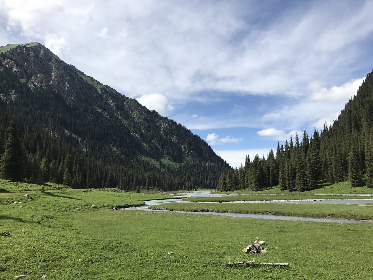 KsomeU's tweet image. カラコルバレーの美しい針葉樹林