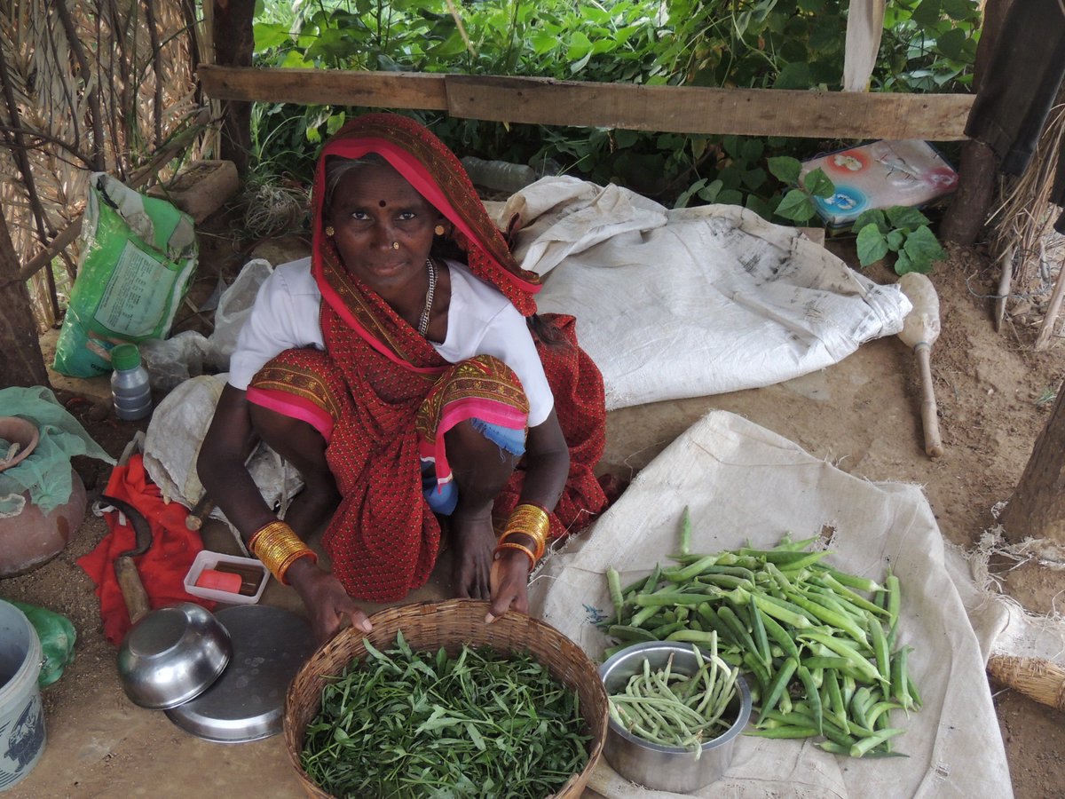 KshitijB15's tweet photo. 2 Marginal farmer of Raj, CG able to produce 12 months vegetables due to their hard work &amp; RFsupport, income increased 30% @SuchiSudarshan https://t.co/ZMXptqAJAi