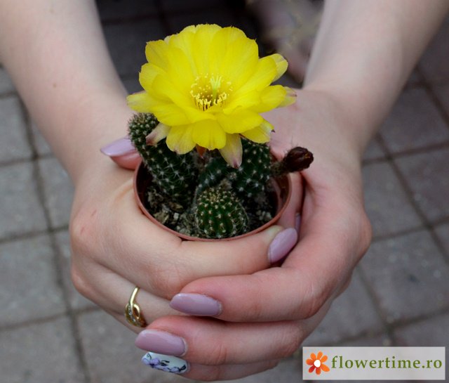 FlowerTimeCluj's tweet photo. „Esenţele tari se păstrează în sticle mici"... cele mai frumoase flori se găsesc la cactuşi mici!🌵🌸☺️
#flower_time #cactusi #flori https://t.co/CrWmkOAmDX