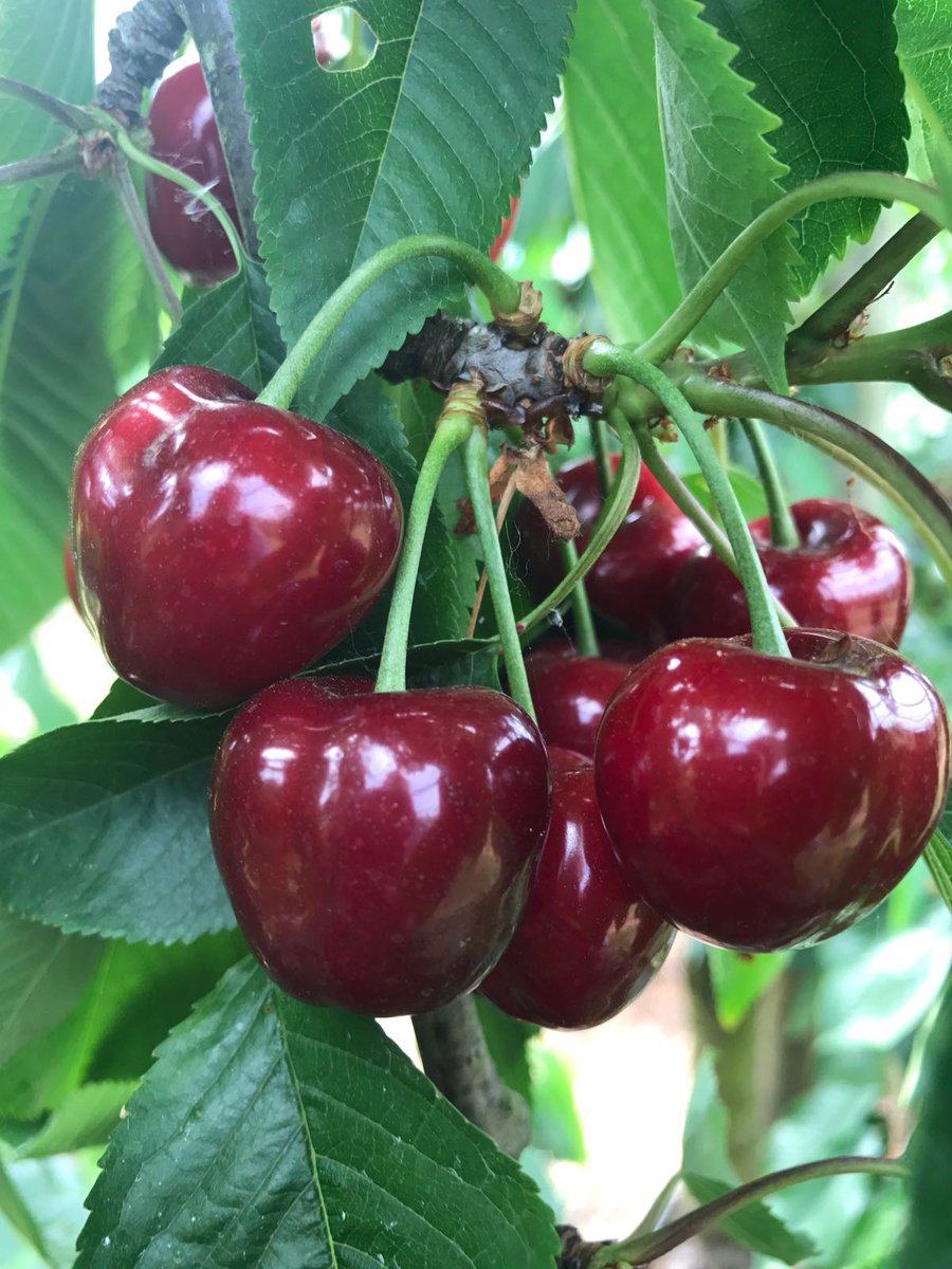 We zyn weer vroeg begonnen met het plukken van de #kersen, die liggen zo weer in onze winkel. Smaak van de kersen is verrassend.........