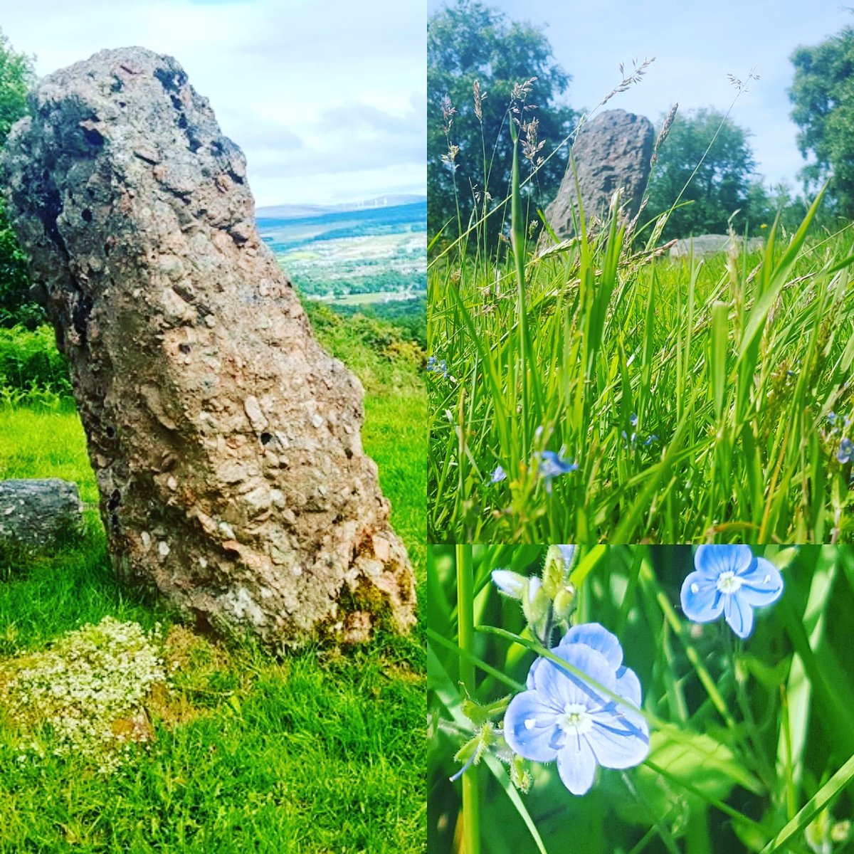 InverOutlanders's tweet photo. #SummerSolstice  warning  don't pick the little blue wild flowers growing beside #standingstones in Inverness #Outlander  @Writer_DG https://t.co/ADHxFYhfUt