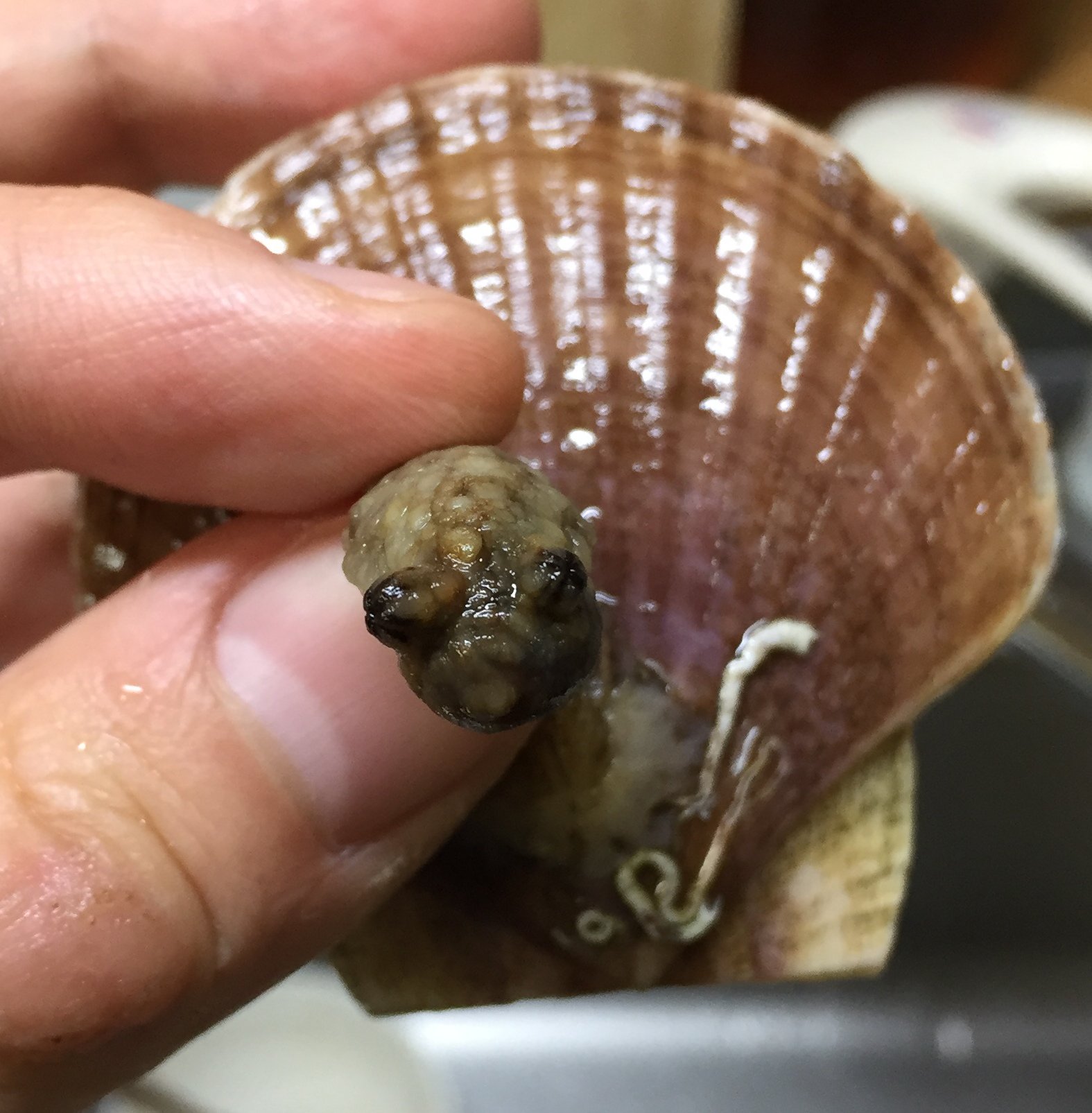Keizo Takasuka これなんじゃろ ホタテの稚貝に付いていた物体 完璧なまでに目に見える構造物と全体のシルエットから 最初ハゼに見えてびっくり 念のため冷凍庫に保管中 T Co Edgyrshjpw Twitter