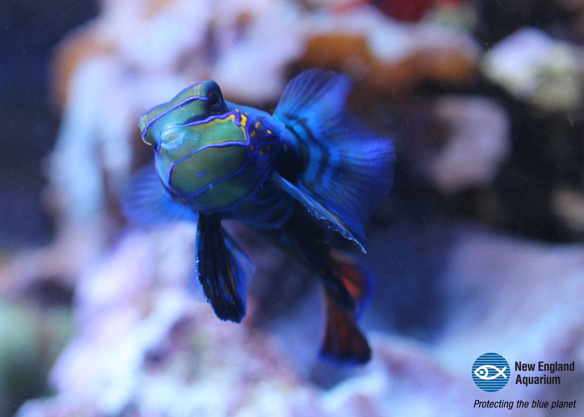 NEAQ's tweet image. Hello, summer! #HappySolstice #mandarinfish