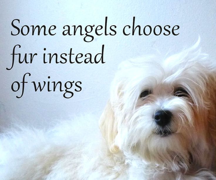 DoublePawsLagos's tweet photo. #Dogs #DogQuotes #Love #DoublePaws #DoublePawsLagos https://t.co/UtfmGxK0gR