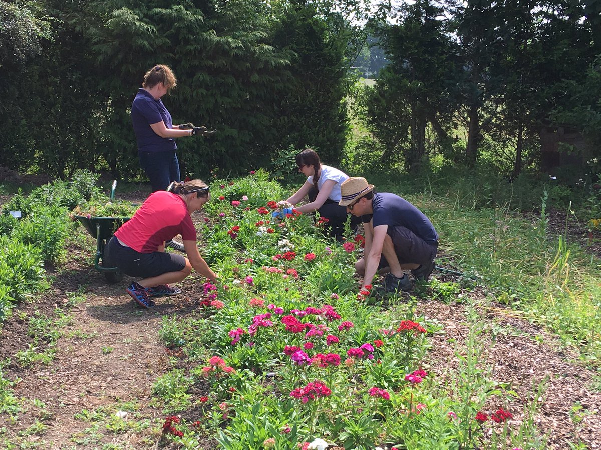 Hortyphil's tweet photo. Malvern DC volunteering at the link enjoying the harvesting of sweet Williams &amp; a good weed through#linknurseries https://t.co/A11K5wPquB