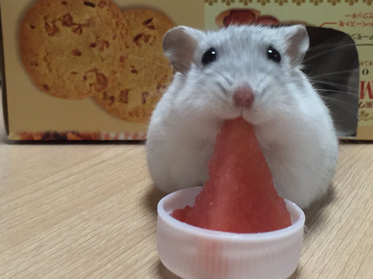 スイカが大きすぎて鼻血ブーみたい… ※与え過ぎには注意しましょう