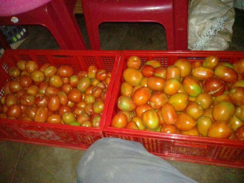 MIT_ORG's tweet photo. A primary school teacher trained by the #MineworkersDevelopmentAgency grows tomatoes in a small green house in Lesotho. 1/2 https://t.co/crvOx357rs