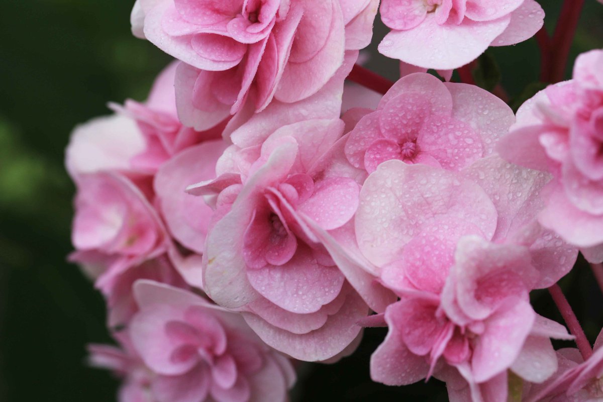 島根県が開発した紫陽花 万華鏡 が幻想的に美しい こんな品種もあるよ Togetter