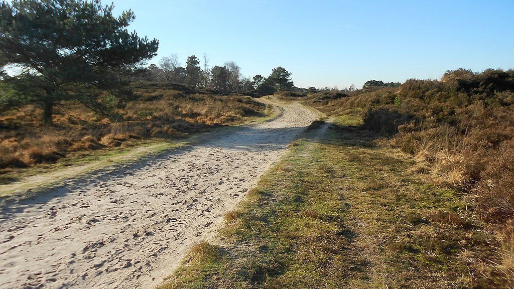 VTMNIEUWS's tweet photo. Code rood in brandgevoelige natuurgebieden in Antwerpen, waaronder Kalmthoutse heide. https://t.co/yFfAclIRBC https://t.co/3pCFlA95LY