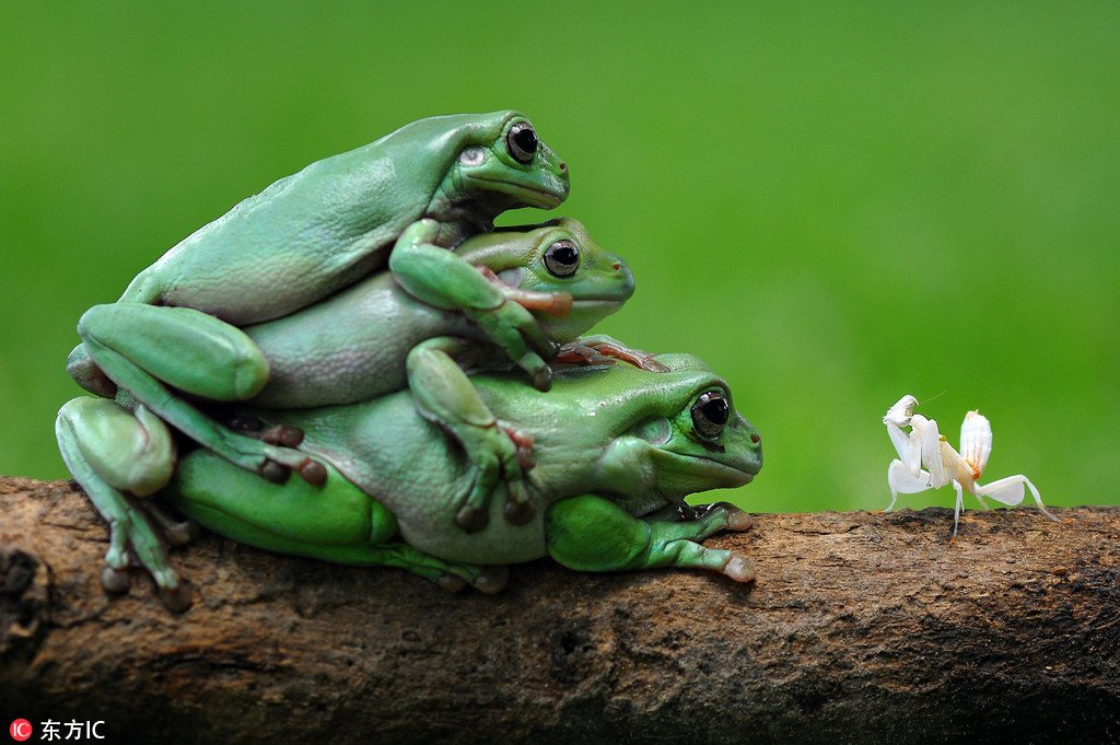 PDChina's tweet photo. Indonesian photographer captures a very interesting moment when a flower mantis on a branch encounters 3 frogs stacked on top of each other https://t.co/LEuWtfTQq2