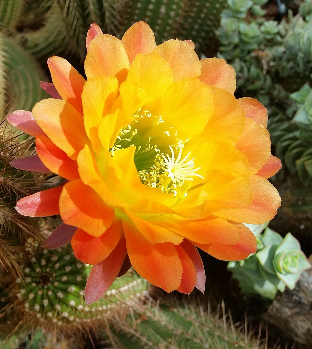 florajet tweet picture