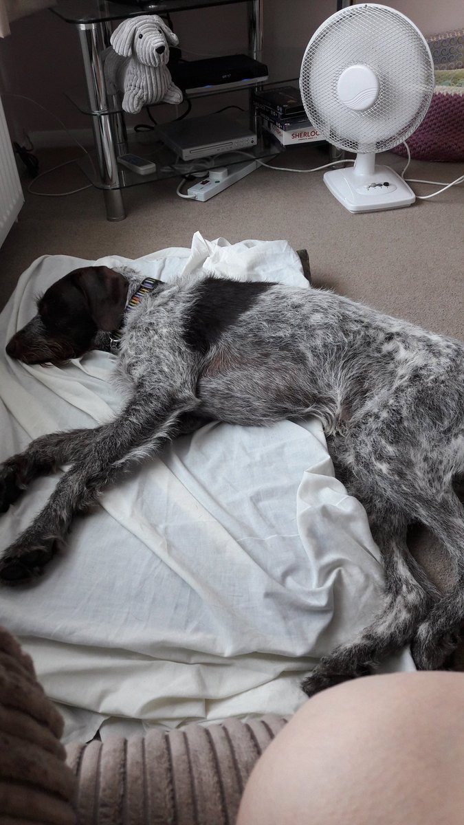 I hate this weather,  its too hot and mum makes me wear my cool coat. I'll just spend the day sleeping on my coolmat with the fan on me